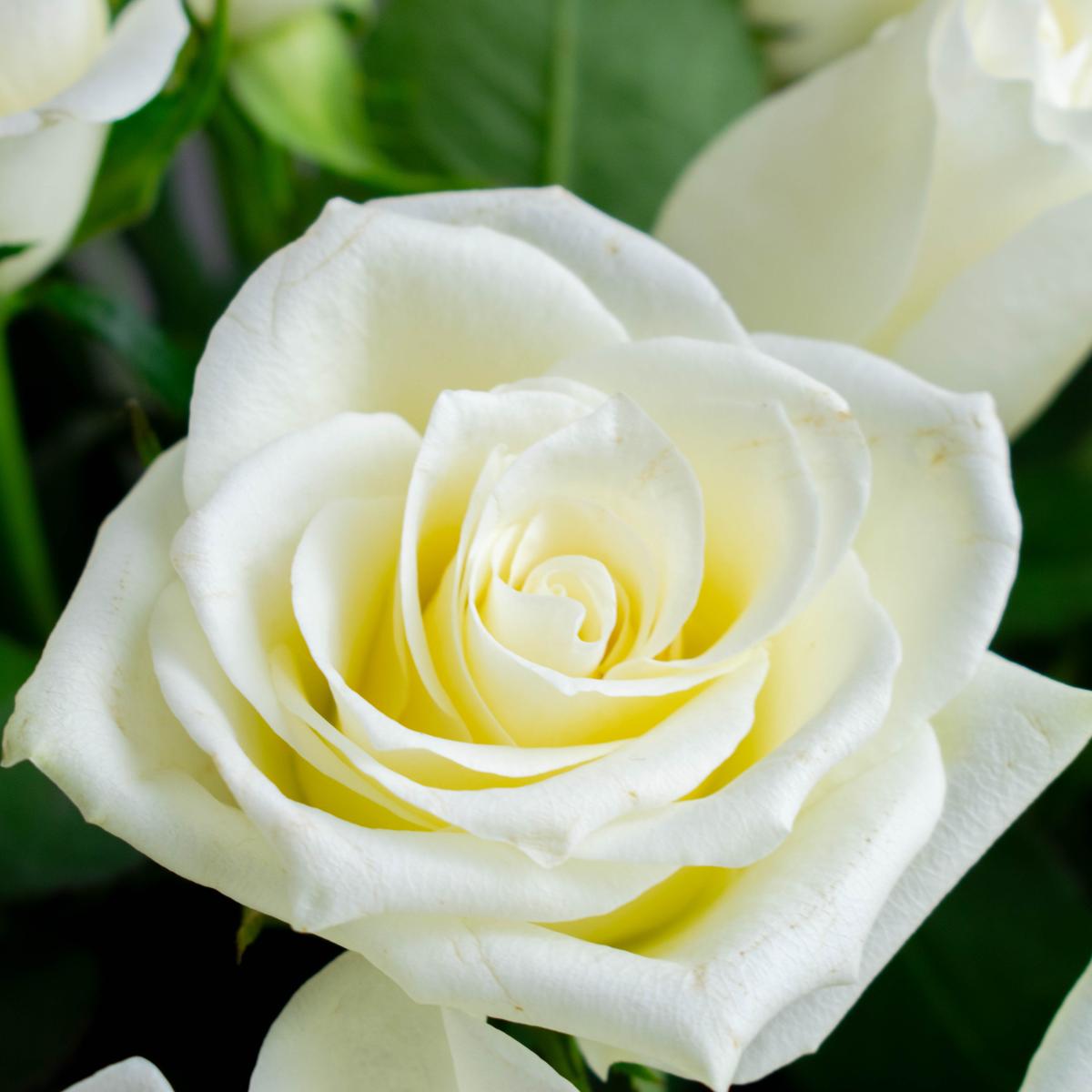 Корзина из 25 белых роз